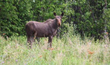 First Moose