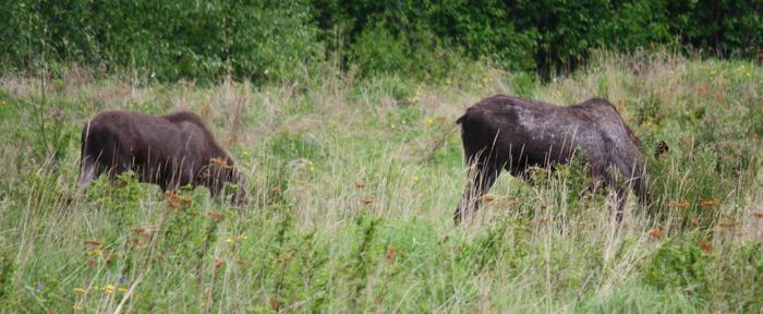 Two Moose