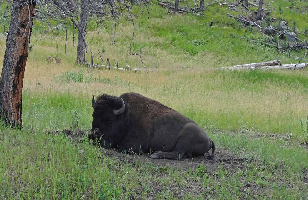 Our first view of a lone bison