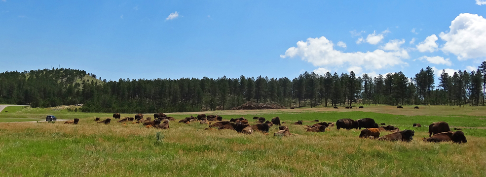 We found the herd of bison!