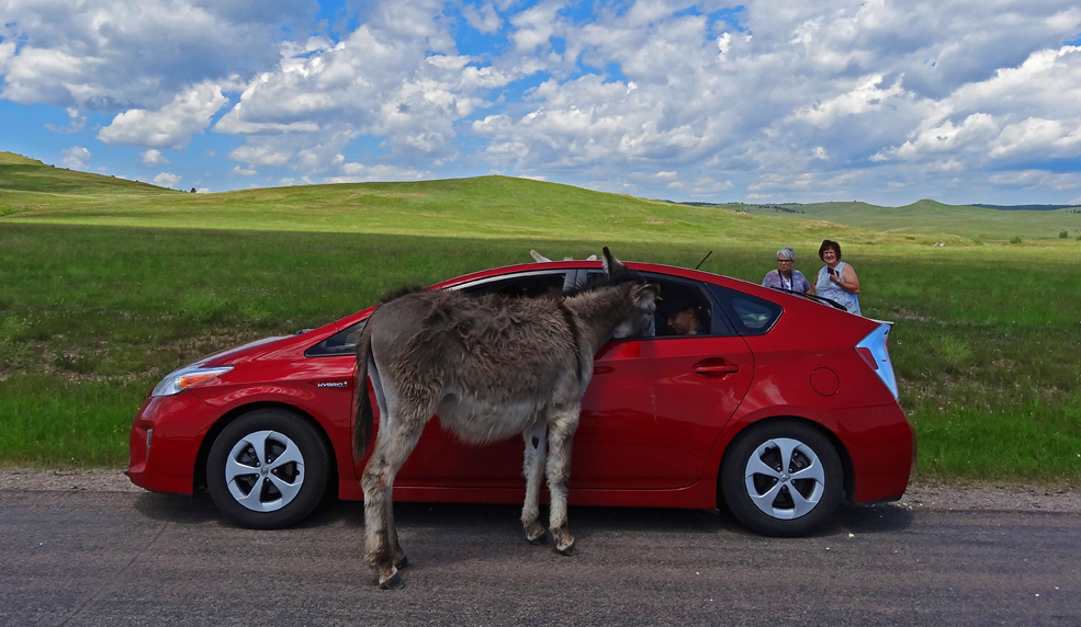 Well, maybe not so wild