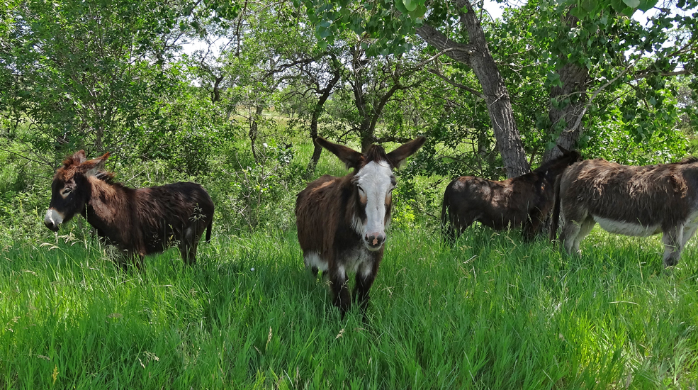 They also have wild burros in Custer State Park