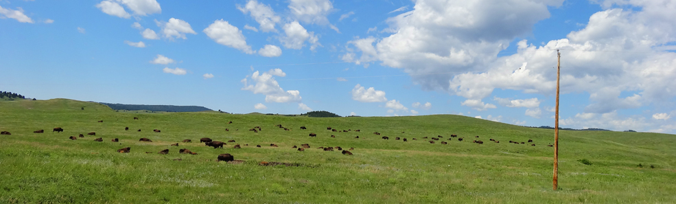 We found the other herd of bison