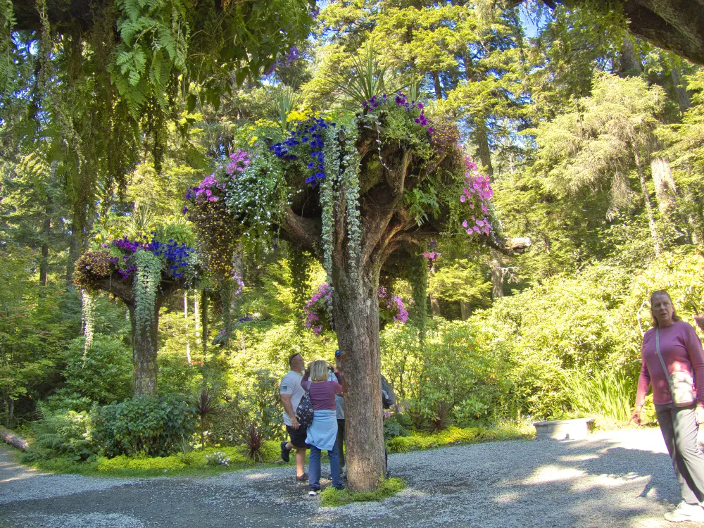 An upside down tree