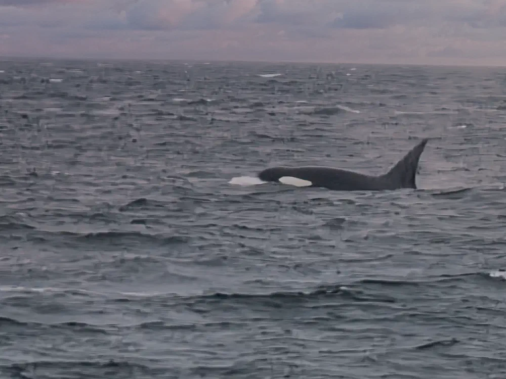 One of the orcas we spotted during our whale-watching excursion