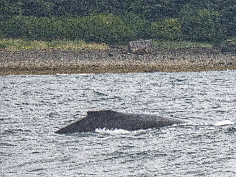 A humpback whale, there were two in the area. Hard to get their picture from a bouncing boat