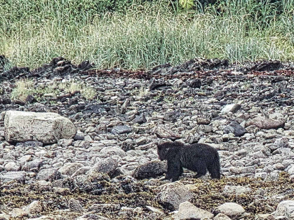 A bear cub minding its own business
