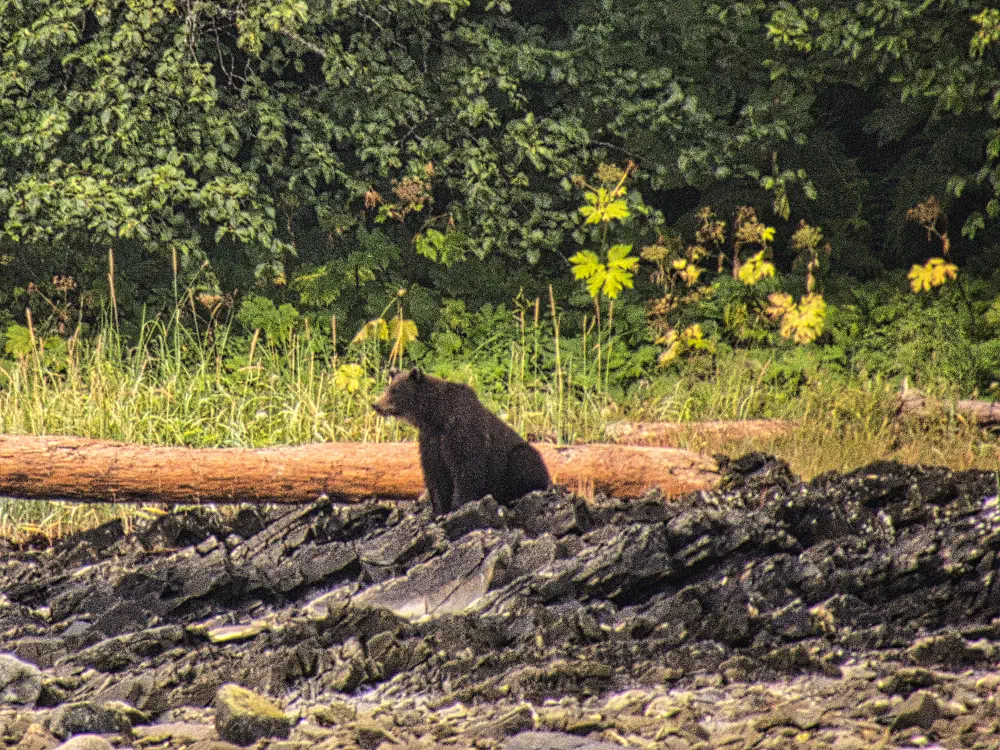 The other bear cub. More interested in its surroundings than in us